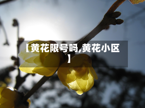 【黄花限号吗,黄花小区】-第3张图片