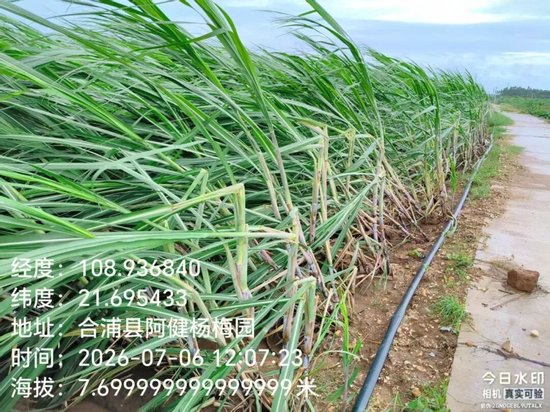 台风“美莎克”对广西甘蔗的初步影响分析